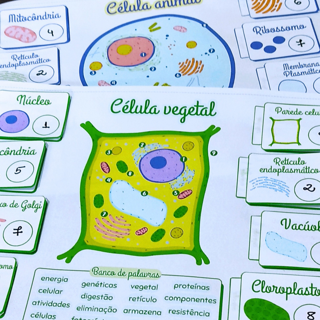Atividade - Célula Animal e Vegetal – PDF para Imprimir | Anos Finais — amostra 4: Formato e entrega