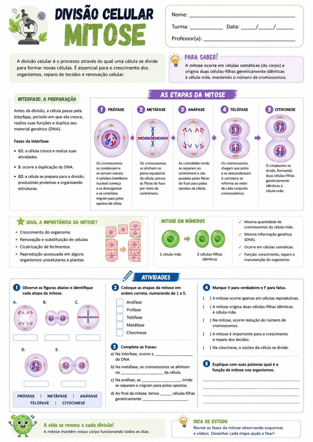 Atividade de Divisão Celular com Mitose e Meiose — amostra 3: Apostila de Divisão Celular com Mitose e Meiose, explicações…