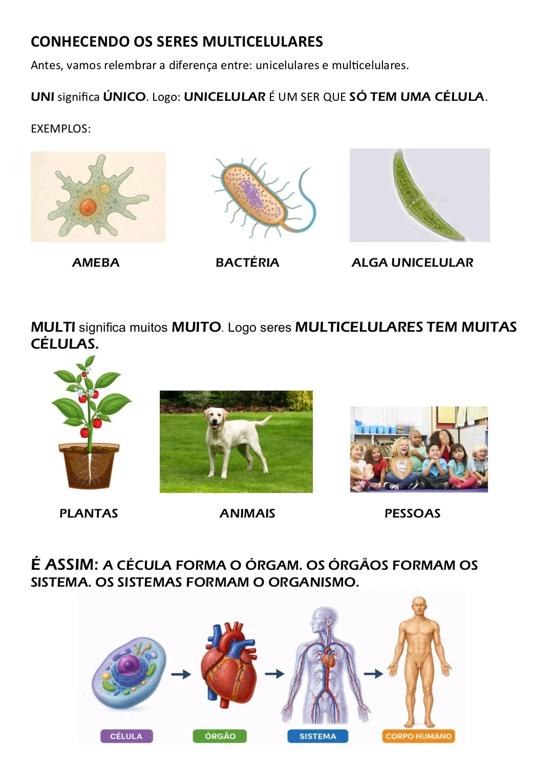 ATIVIDADES ADAPTADAS DE CIÊNCIAS - SERES VIVOS - 6° ANO — amostra 5: Material digital em PDF, pronto para imprimir e…