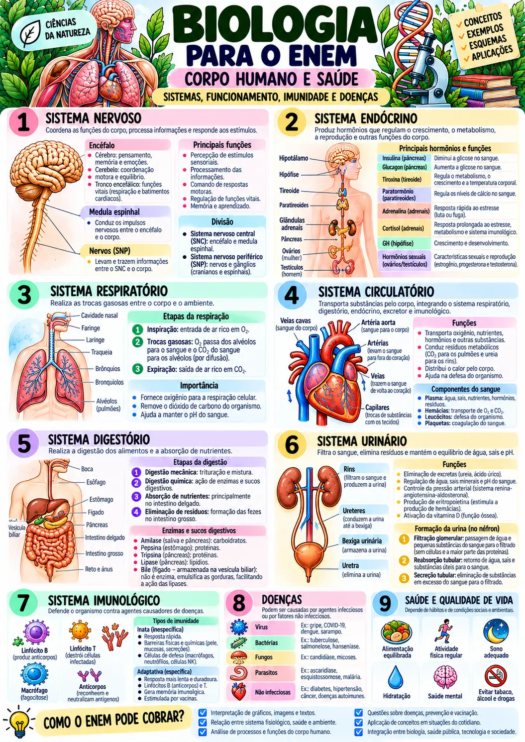 Revisão Estudos ENEM 2º Dia – Resumos Visuais PDF — amostra 2: Biologia