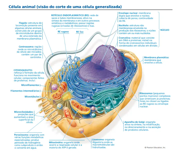 Diagrama da Célula Animal com Organelas Identificadas — Atividades para Fundamental II (6º–9º): Imagem educativa da célula…