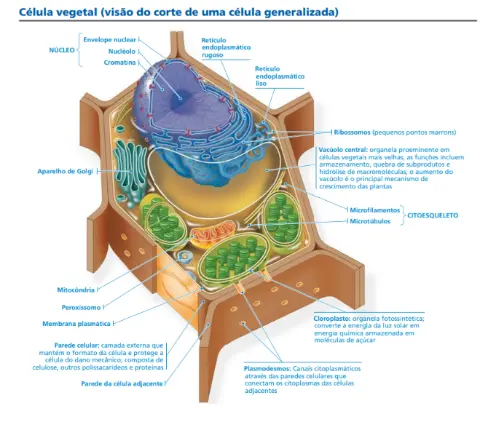 Diagrama da Célula Vegetal com Organelas Identificadas — capa do material