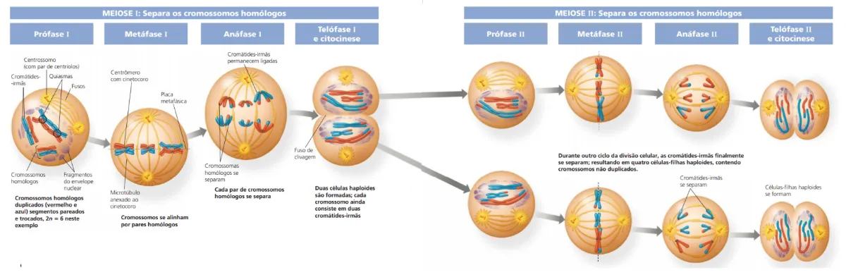 Diagrama da Meiose I e II: Etapas da Divisão Celular — Atividades para Ensino Médio: Imagem educativa da meiose I e II, com…