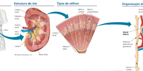 diagrama sistema excretor — capa do material