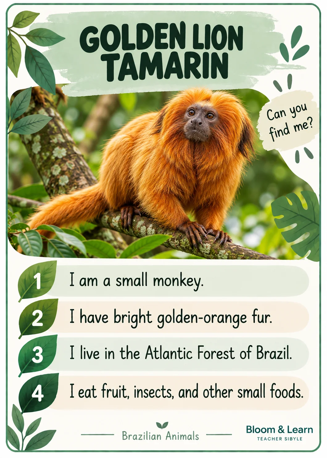 Lince Animais Brasileiros em Inglês - Jogo 20 Animais Cards com Pistas — amostra 3: 1. Observe e encontre!