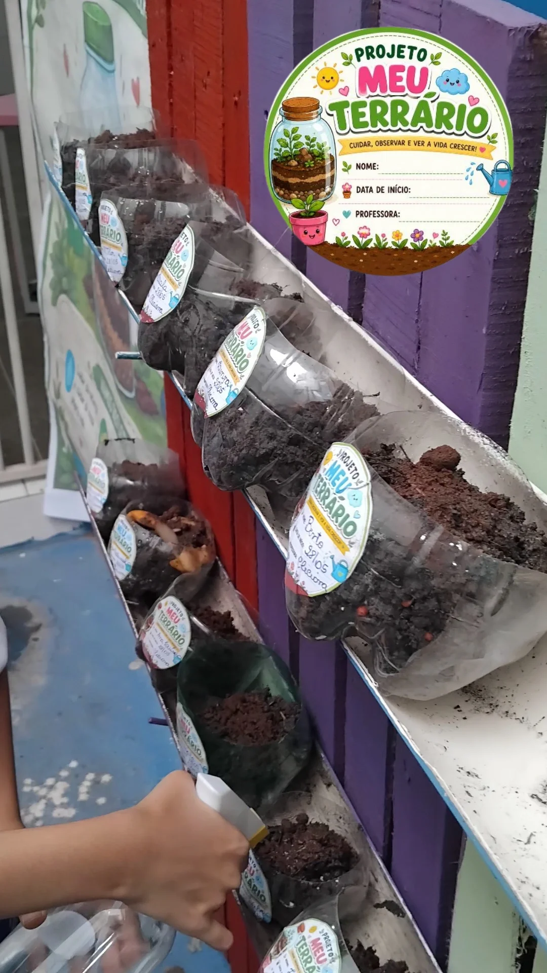 PROJETO MEU TERRÁRIO PLANTANDO A SEMENTE DO COENTRO. — amostra 4: PROJETO PARA O DIA DO MEIO AMBIENTE