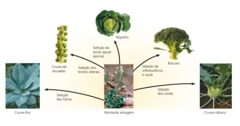 Seleção Artificial: Exemplos e Variedades de Vegetais — capa do material