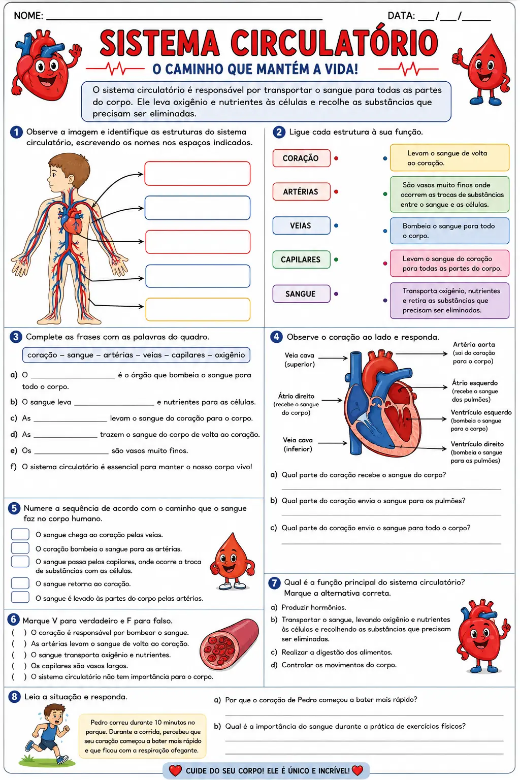 Sistema Circulatório – Material Completo e Explicativo | 5º Ano — amostra 2: Material completo e colorido sobre o Sistema…