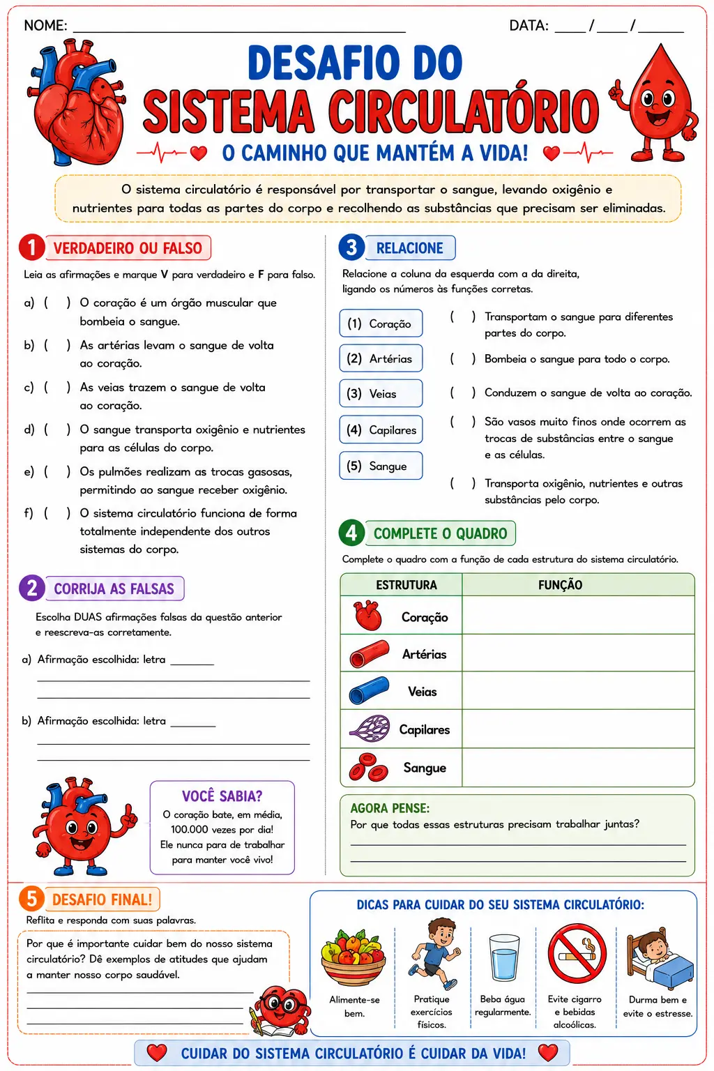 Sistema Circulatório – Material Completo e Explicativo | 5º Ano — amostra 5: Material completo e colorido sobre o Sistema…