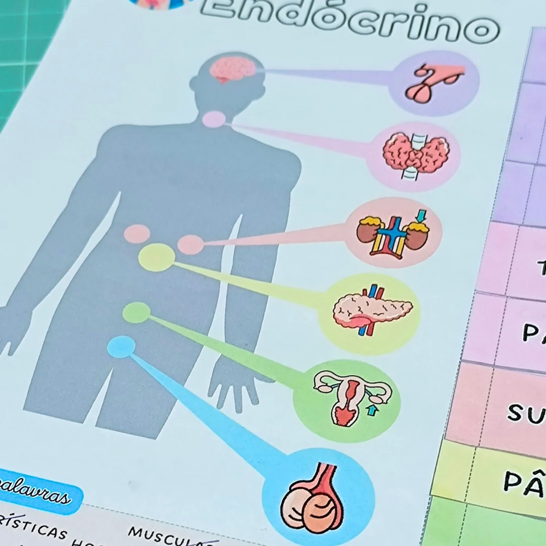 Sistema Endócrino - Mapa Interativo – PDF para Imprimir — amostra 5: Mapa interativo - Sistema Endócrino Material completo…