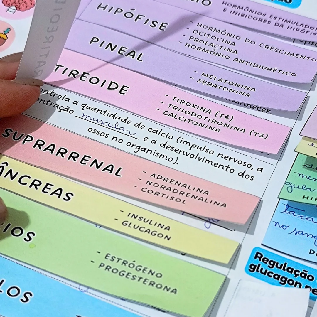 Sistema Endócrino - Mapa Interativo – PDF para Imprimir — amostra 6: Mapa interativo - Sistema Endócrino Material completo…