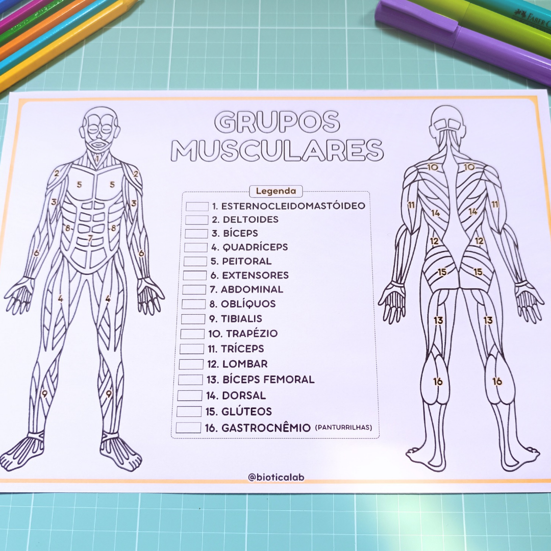 Sistema Muscular – PDF para Imprimir — amostra 4: https://youtu