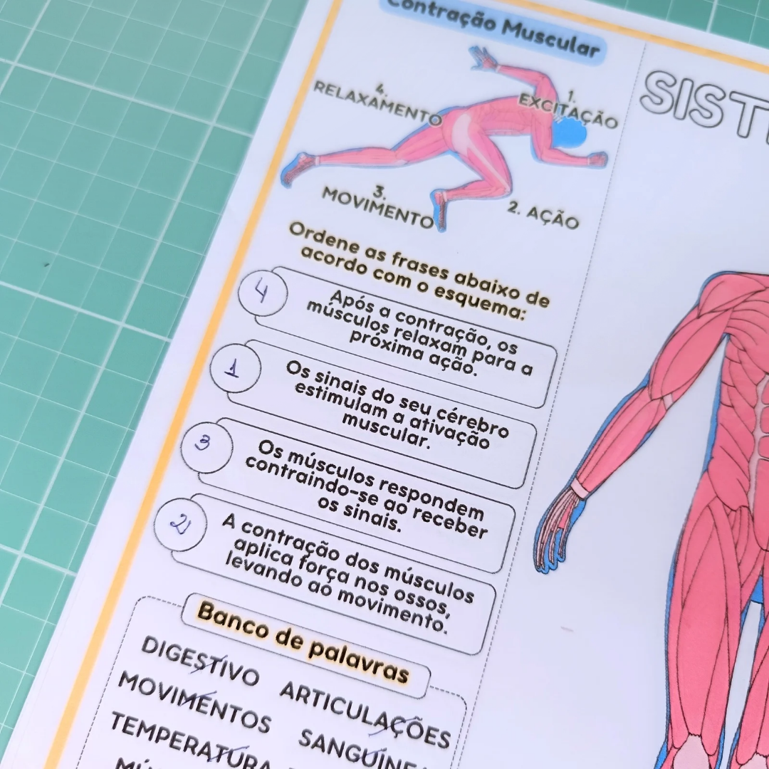 Sistema Muscular – PDF para Imprimir — amostra 6: https://youtu