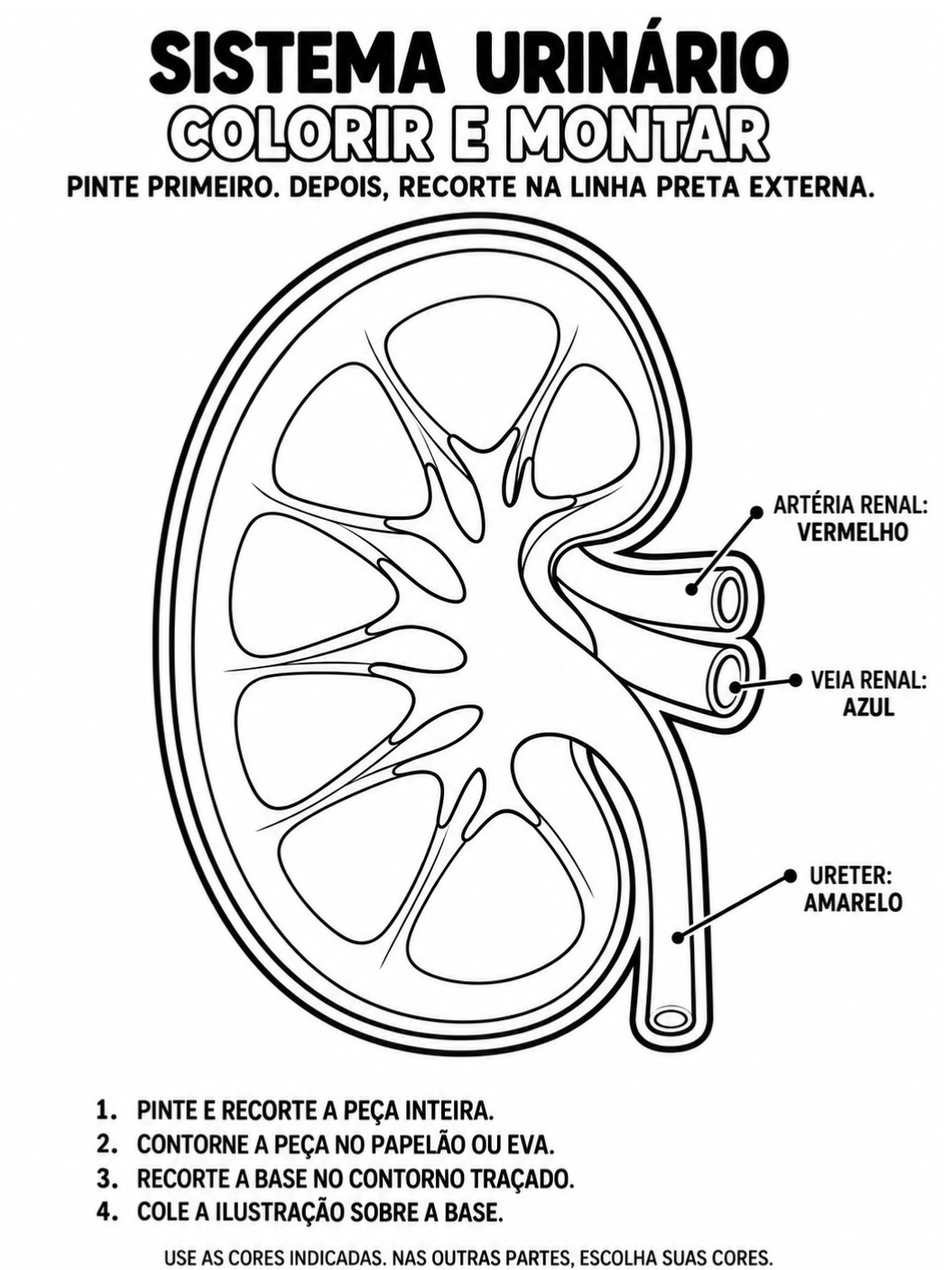 Sistema Urinário: Kit de Montagem do Rim em Relevo + Atividades — amostra 2: Kit para montar um rim em relevo, com moldes…