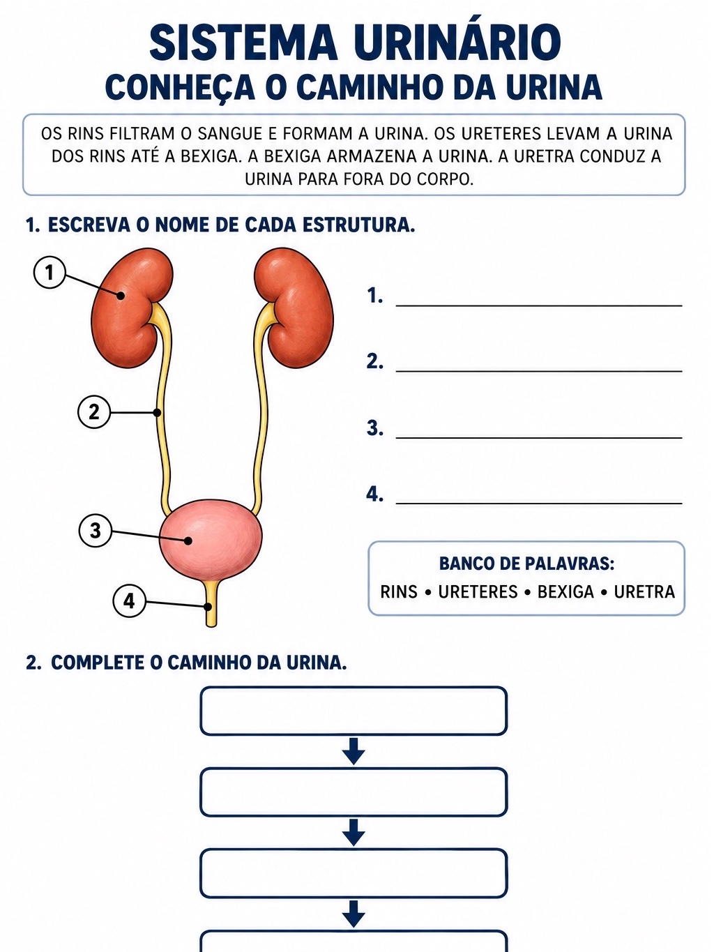 Sistema Urinário: Kit de Montagem do Rim em Relevo + Atividades — amostra 3: Kit para montar um rim em relevo, com moldes…