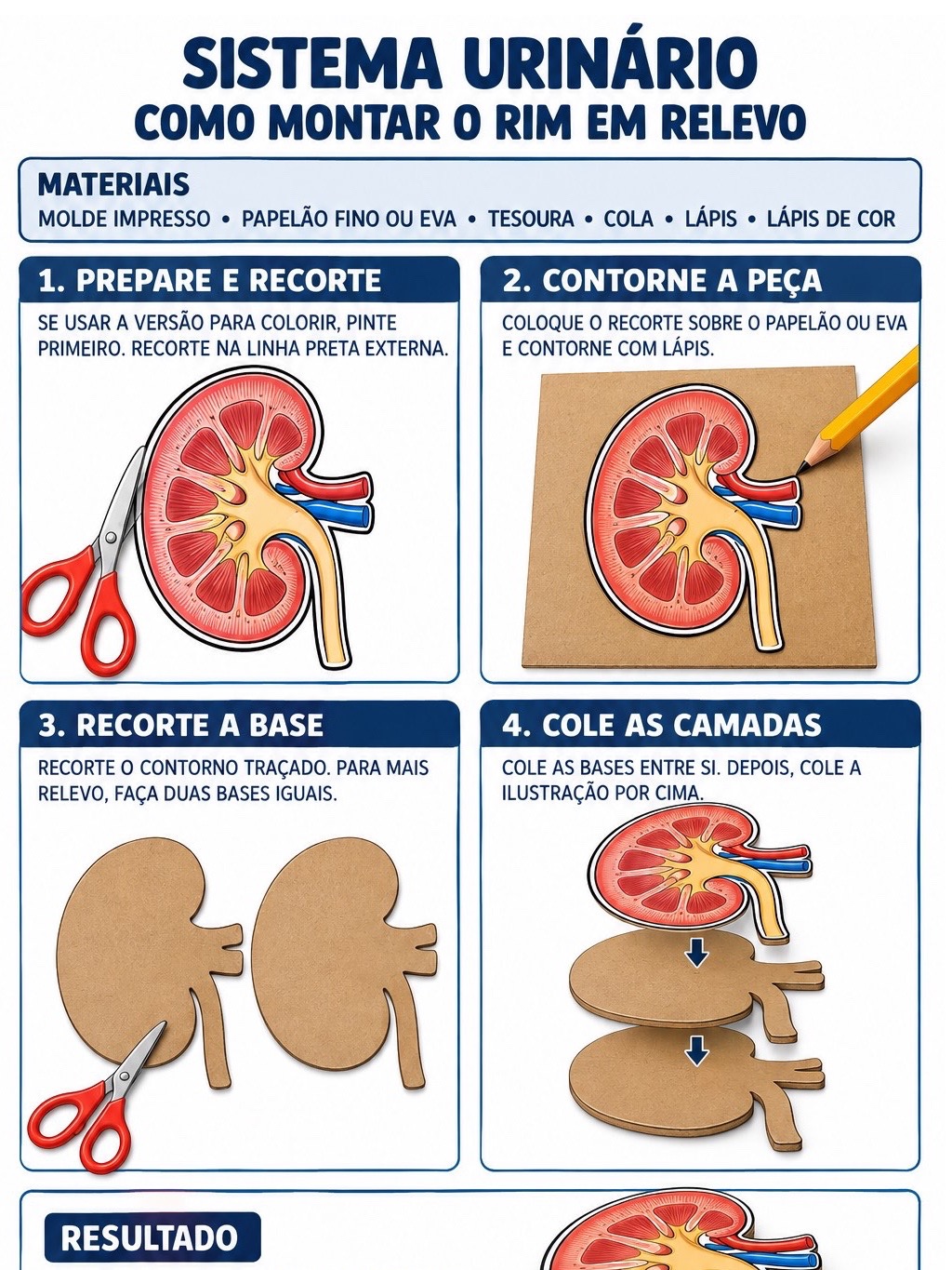 Sistema Urinário: Kit de Montagem do Rim em Relevo + Atividades — amostra 4: Kit para montar um rim em relevo, com moldes…