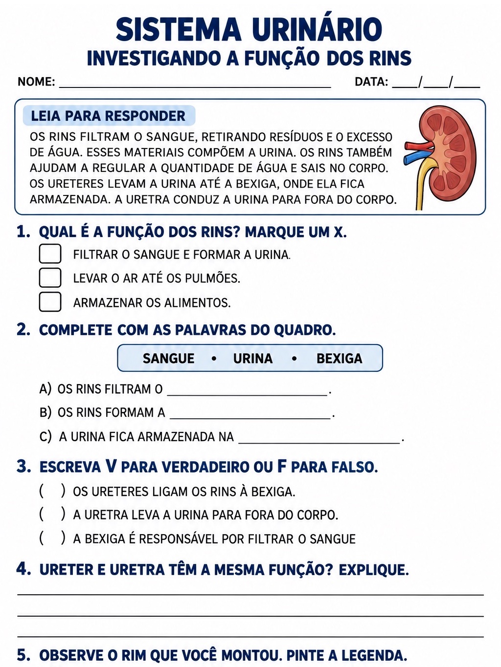 Sistema Urinário: Kit de Montagem do Rim em Relevo + Atividades — amostra 5: Kit para montar um rim em relevo, com moldes…