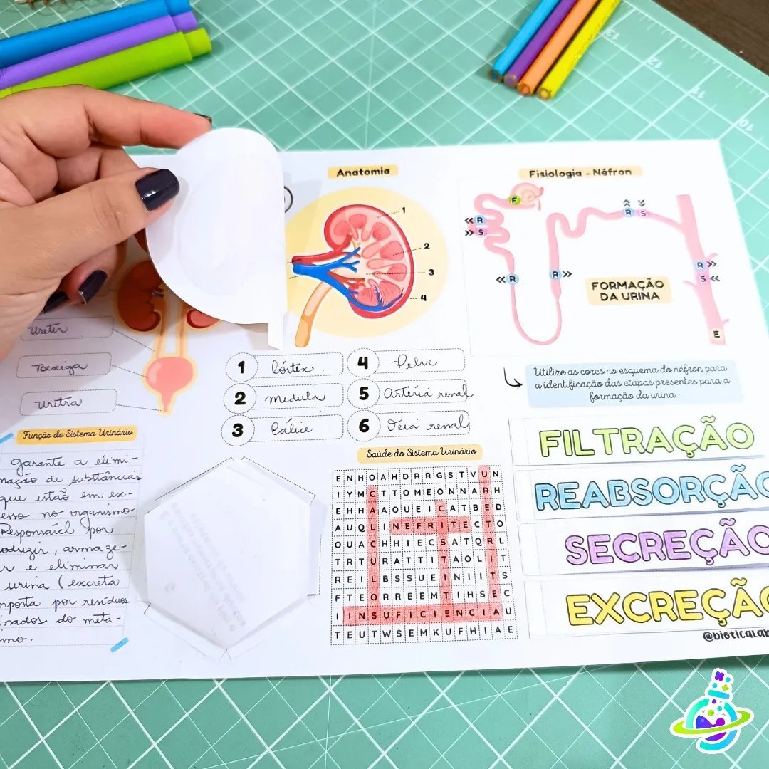 Sistema Urinário – PDF para Imprimir — amostra 3: Formato e entrega Sistema Urinário – PDF para Imprimir — amostra 3: Formato e entrega